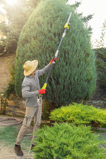 Best Tree Trimming and Pruning  in Sterling, KS